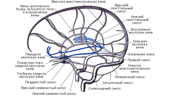 венозная сеть и синусы мозга