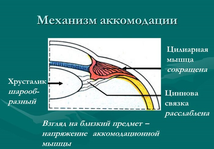Механизм аккомодации